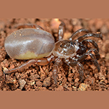 Ctenolophus fenoulheti female